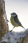 blue tit