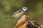 blue tit