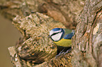 blue tit