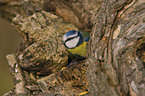 blue tit