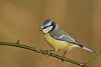 blue tit