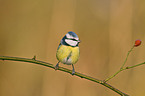 blue tit