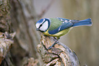 blue tit