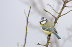 blue tit