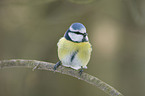 blue tit