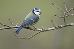 blue tit