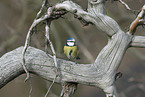 blue tit