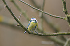 bluetit