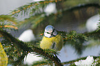 bluetit