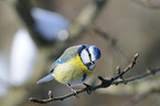 bluetit