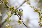 bluetit