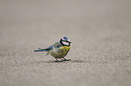 bluetit