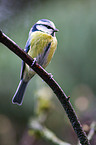 bluetit