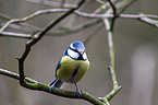 bluetit