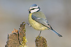 bluetit