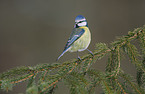 bluetit