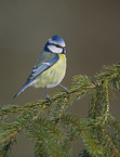 bluetit