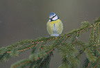 bluetit