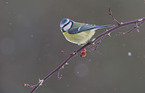 bluetit