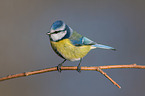 bluetit