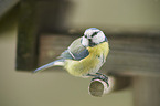 Bluetit