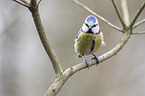 bluetit