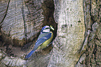 bluetit