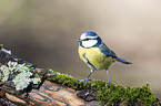 bluetit