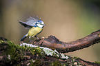 bluetit