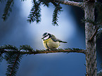 Bluetit