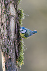 Blue tit sits on branch
