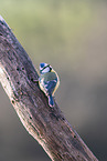 Blue tit sits on branch