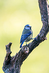 Blue tit sits on branch