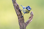 Blue tit sits on branch