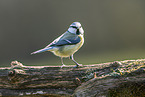 Blue tit sits on branch