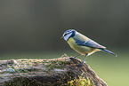 Blue tit sits on branch