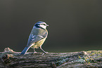 Blue tit sits on branch