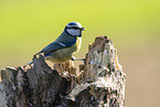 blue tit