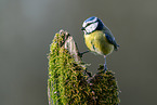 Bluetit