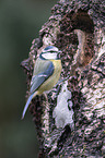 bluetit