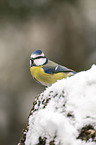 bluetit