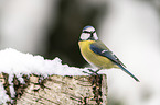 bluetit