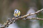 bluetit