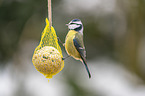 bluetit