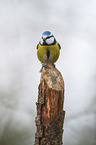 bluetit