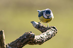 bluetit