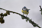 bluetit