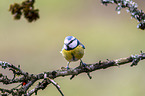 bluetit