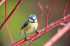 bluetit