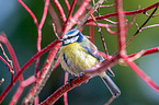 bluetit